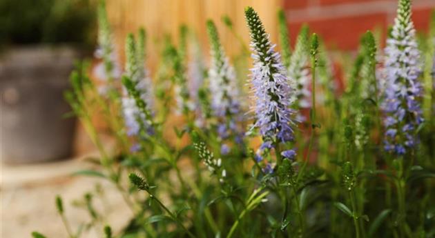 Ähriger Ehrenpreis - Einpflanzen im Garten