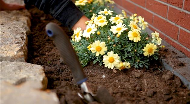 Margeriten - Einpflanzen im Garten