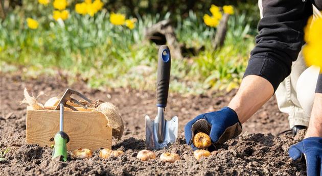 Blumenzwiebeln pflanzen – So erstrahlt der Garten im Frühjahr