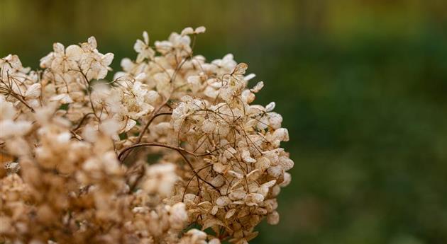 Hortensienblüte