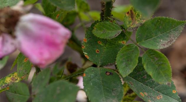 Sternrußtau an Rosen