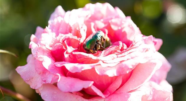 Rose mit Käfer