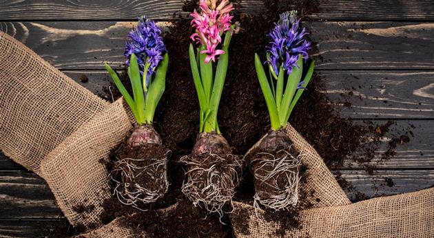 Blumenzwiebeln pflegen – was Zwiebelblüher im Jahr brauchen