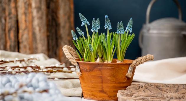 Die schönsten Frühblüher für Balkon und Terrasse