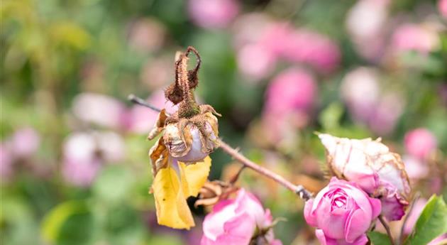 Blütenfäule bei Rosen