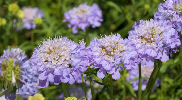 Taubenskabiose - Einpflanzen im Garten