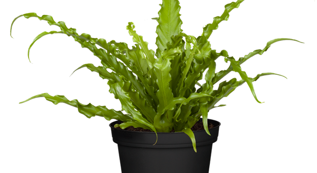 Asplenium antiquum 'Osaka'