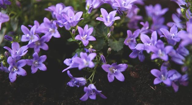 Dalmatiner Polster-Glockenblume - Einpflanzen im Garten