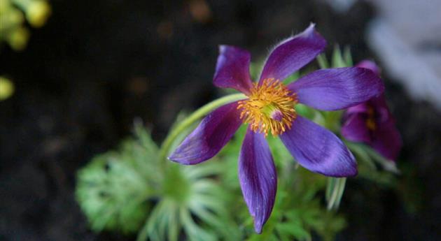 Küchenschelle - Einpflanzen im Garten