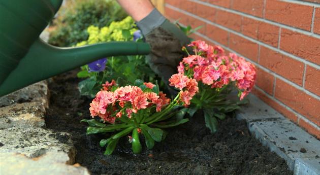 Gewöhnliche Bitterwurz - Einpflanzen im Garten