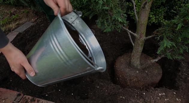 Formgehölz - Einpflanzen im Garten