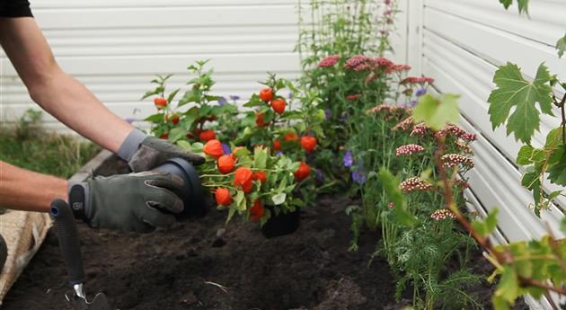 Physalis - Einpflanzen im Garten