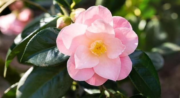 Camellia japonica 'Hagoromo'