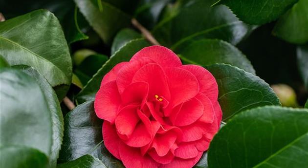 Camellia japonica 'Lady Campbell'