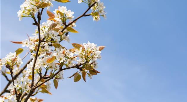 Pyrus pyrifolia 'Kumoi'