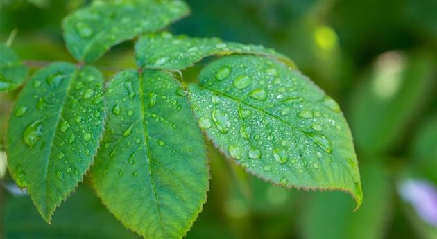 Rosenblatt mit Wassertropfen