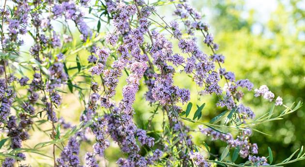 Sommerflieder im Garten als Schmetterlingsmagnet