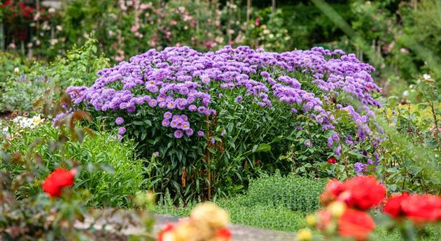 Aster novae-angliae 'Barr´s Blue'