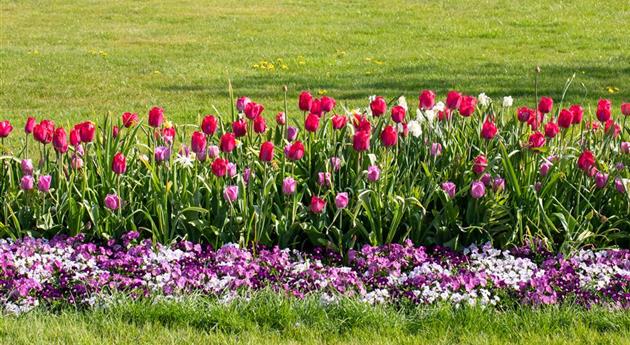 Wie ein pflegeleichter Garten gestaltet wird