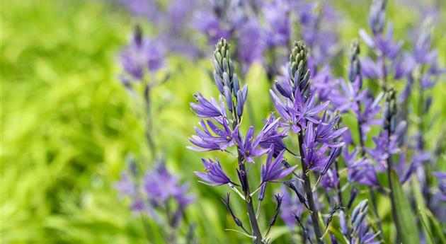 Camassia leichtlinii 'Caerulea'