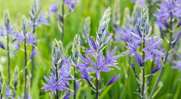 Camassia quamash