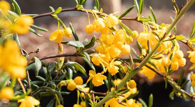 Berberis stenophylla