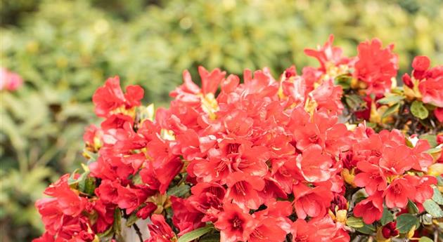 Rhododendron repens 'Baden-Baden'