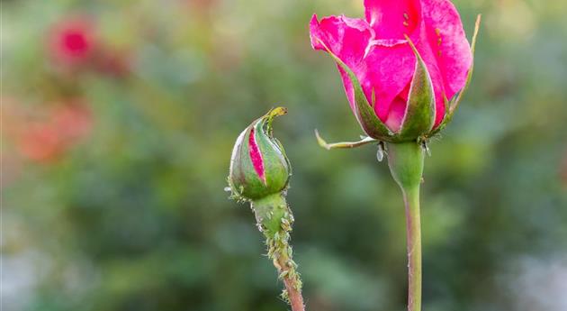 Blattläuse an Rosen