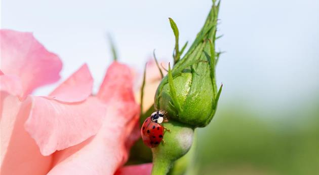 Marienkäfer auf einer Rose