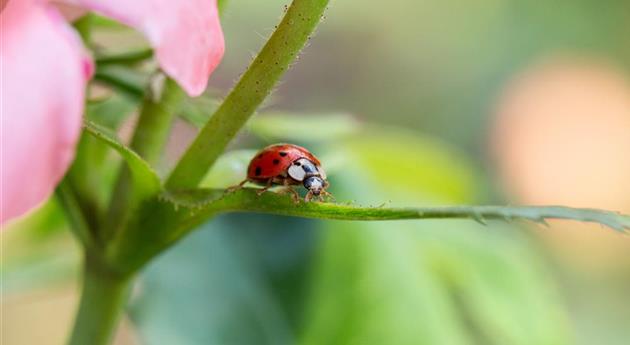 Nützlinge im Garten – Diese Kandidaten sollten gefördert werden