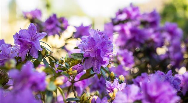 Rhododendron russatum 'Azurwolke'