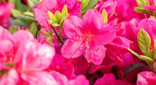 Rhododendron obtusum 'Little Red'