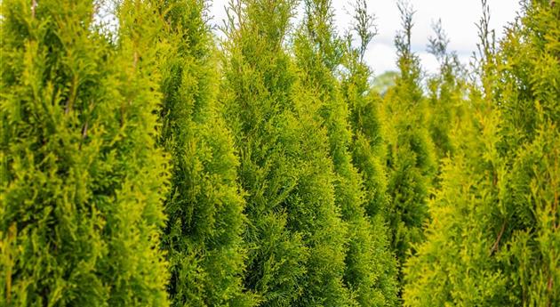 Thuja pflanzen und immergrüne Schönheit genießen