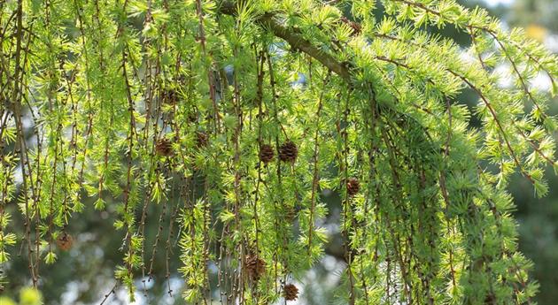 Larix kaempferi 'Pendula'