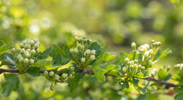 Warum jeder Gartenfreund sommergrüne Gehölze pflanzen sollte