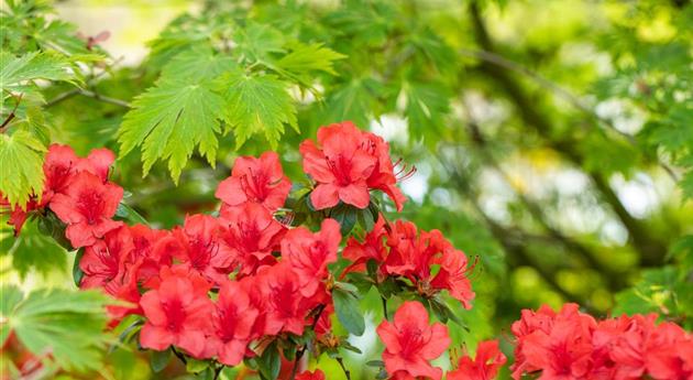 Gartengestaltung mit Rhododendron - Schönheit im Garten