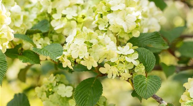 Laubgehölze pflegen – So bleibt der Garten schön