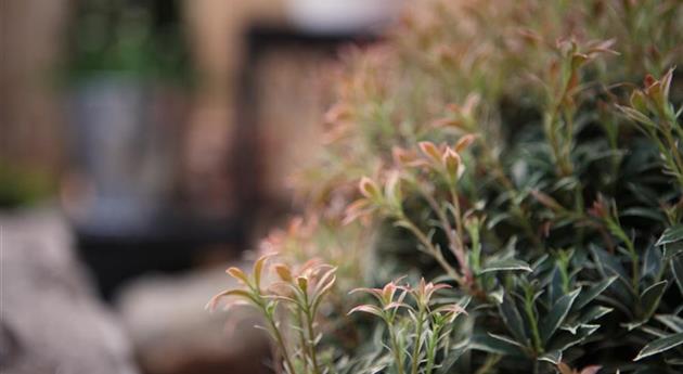 Japanisches Schattenglöckchen - Einpflanzen im Garten