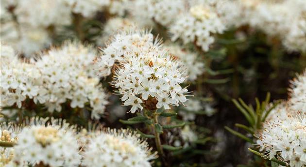 Rhododendron tomentosum