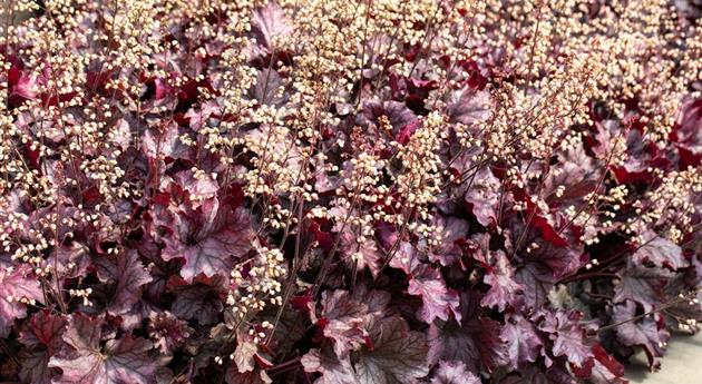 Purpurglöckchen pflanzen und den Garten bunt gestalten