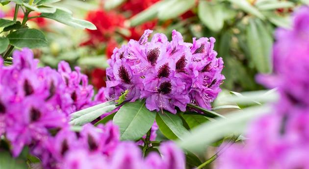 Die schönsten Begleitpflanzen für Rhododendren im Garten