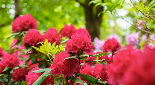 Schön und anspruchsvoll: Rhododendron pflanzen im eigenen Garten