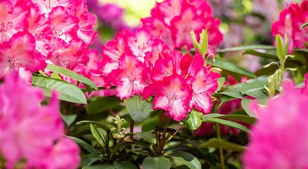 Krankheiten und Schädlinge an Rhododendren erkennen und vorbeugen