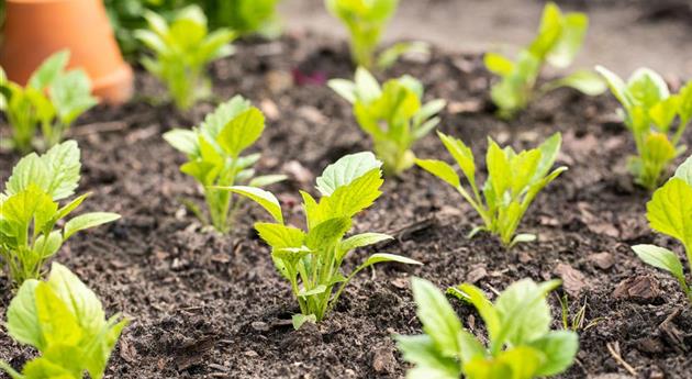 Aromatische Gartengestaltung mit Gemüse und Kräutern