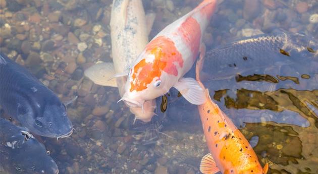 Fische im Teich