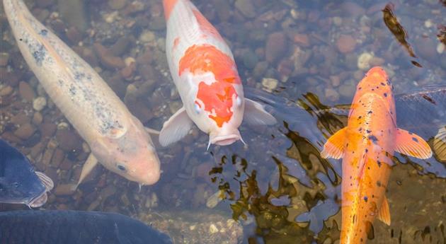 Fische im Teich