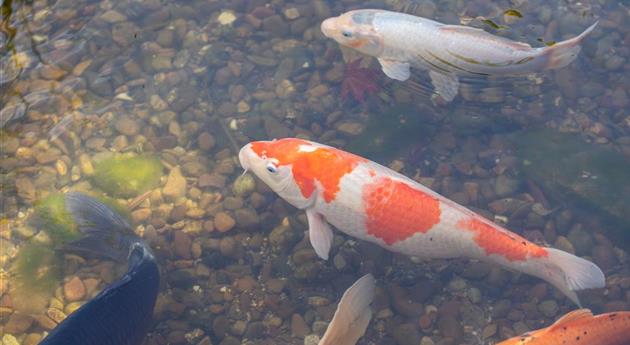 Fische im Teich