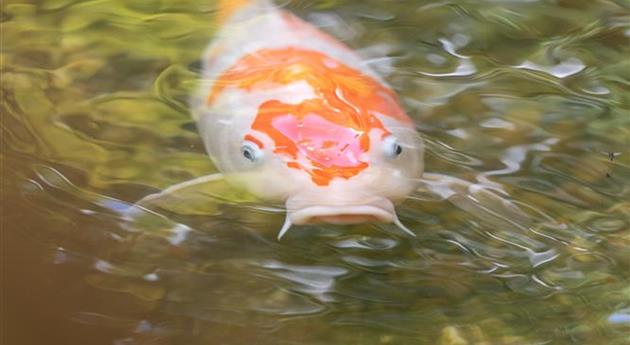 Fische im Teich