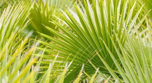 Washingtonia filifera