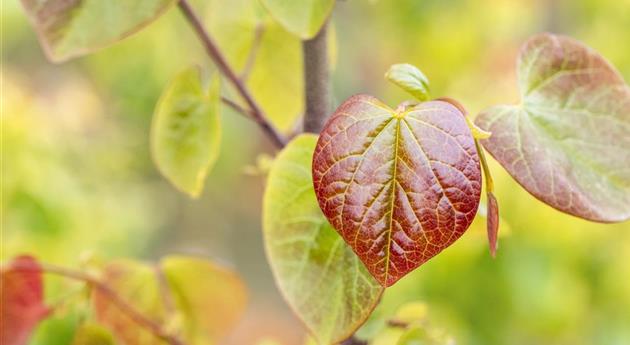 Gartengestaltung mit Laubgehölzen – So strahlt der Garten in allen Farben